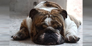 ¿Tengo un animal gordo y obeso?