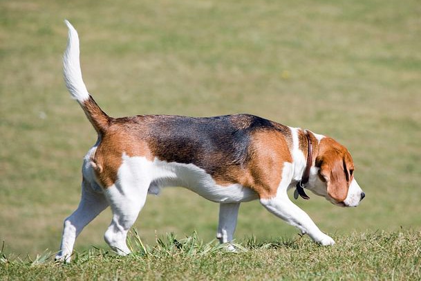 Perros de rastro